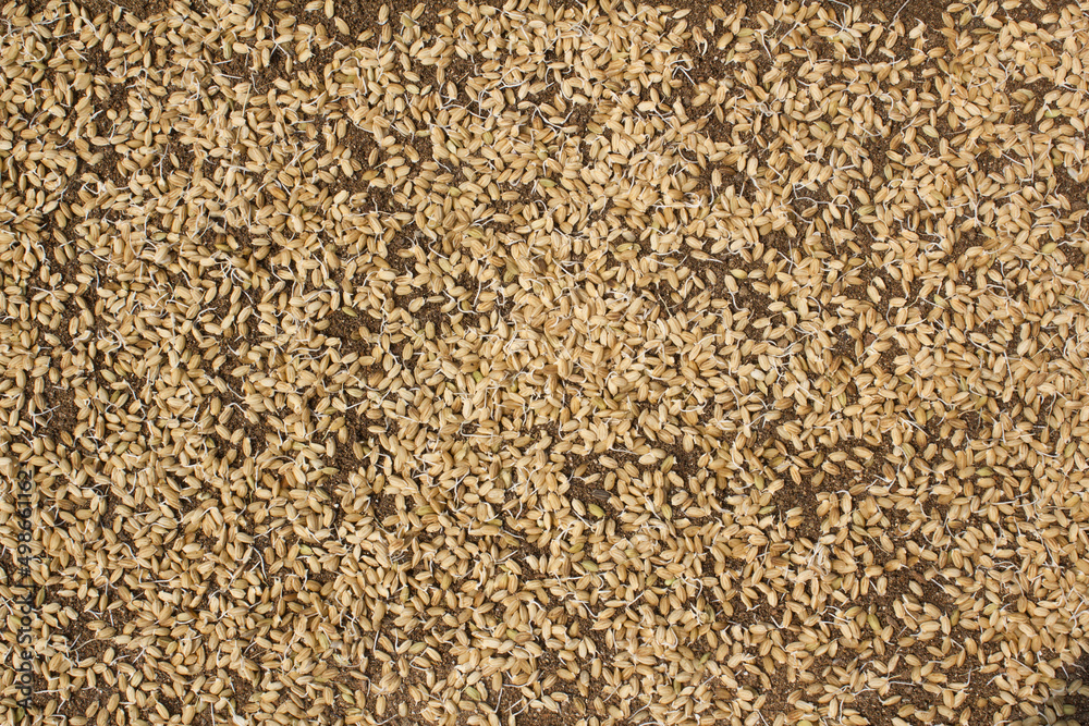 A pile of rice seeds starting to sprout. A pile of rice seeds starting to sprout.