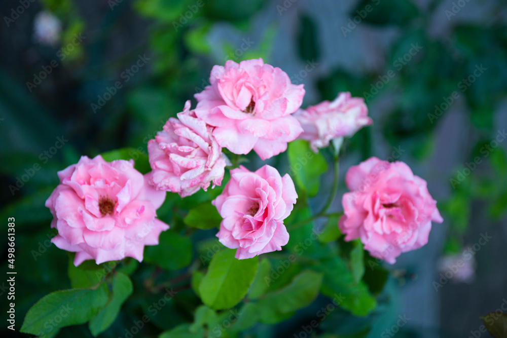 Beautiful summer card with a roses on the blue background, soft focus