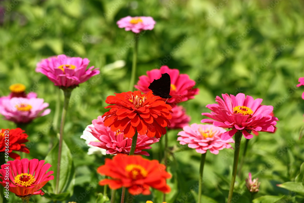 Sunny summer day.In a flower bed in a large number various zinnias grow and blossom.The butterfly sits in the center on a red flower.