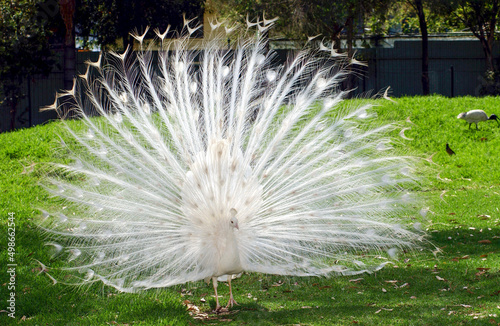 White albino peacock displaying its feathers.