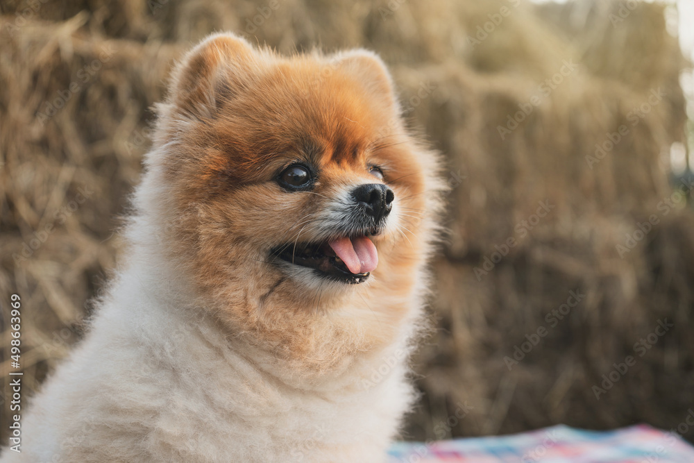 Pomeranian dog brown orange portrait in a rural farming atmosphere with evening sunlight with a background of a pile of straw. Pomeranian dog brown orange portrait in a rural farming atmosphere with evening sunlight with a background of a pile of straw.