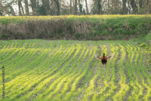There is a pheasant walking on the nature in the meadow