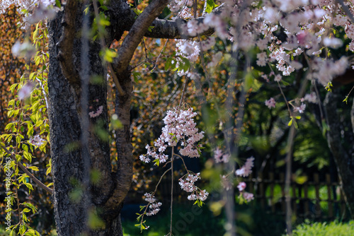 公園に咲く枝垂れ桜 春イメージ