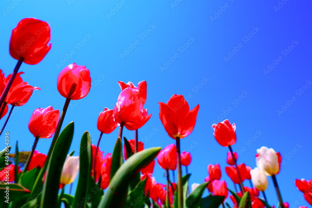 Fototapeta premium チューリップが青空に映える、春らんまんの風景