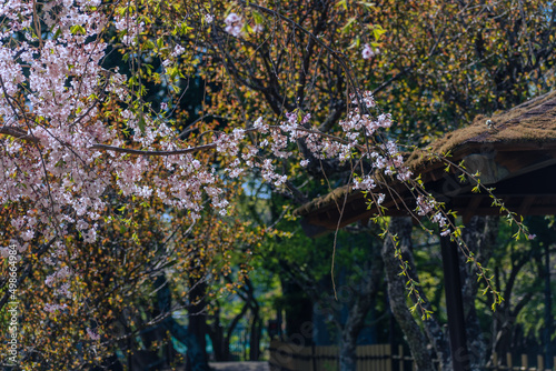 公園に咲く枝垂れ桜 春イメージ