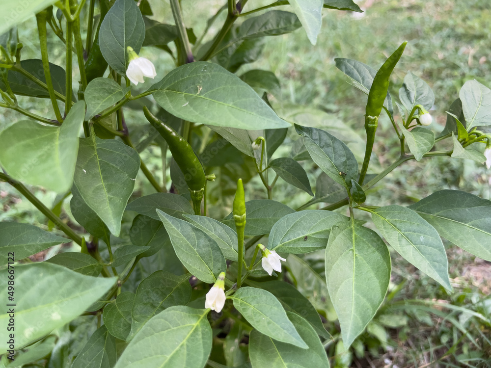 Obraz premium chili peppers with green leaves