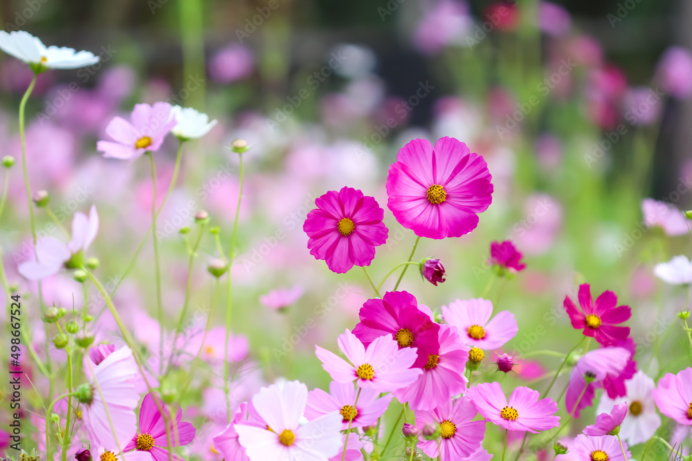 Cosmos bipinnatus flowers field with water drops blooming in the morning garden natural background