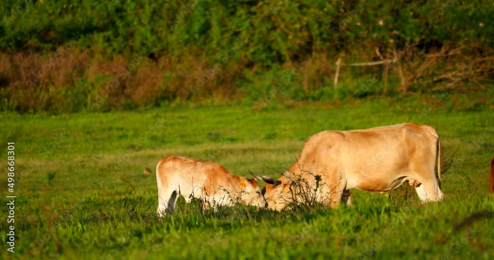 Baby cow licking mother. Calf showing affection to mother. Green pasture in the background. Baby cow licking mother. Calf showing affection to mother. Green pasture in the background.