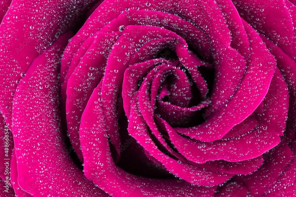 Poranna rosa na płatkach róży