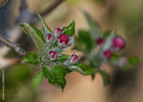 close-up of apple tree blossoms 