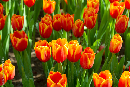 orange-red tulips in the spring tulips garden