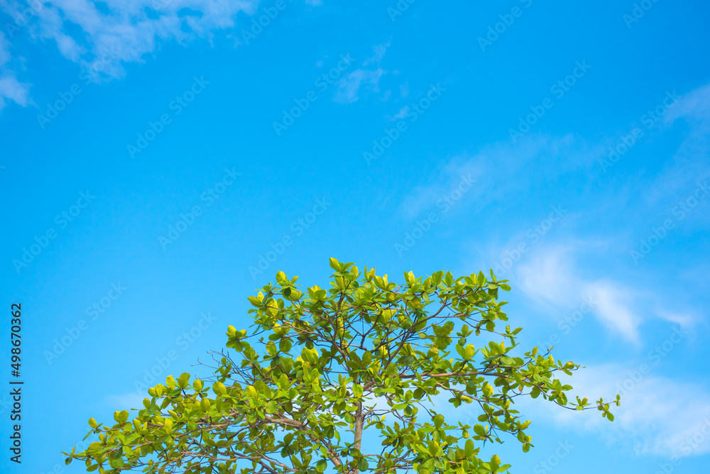 Branch with green leaves hanging from the tree with copy space for design. Branch with green leaves hanging from the tree with copy space for design.