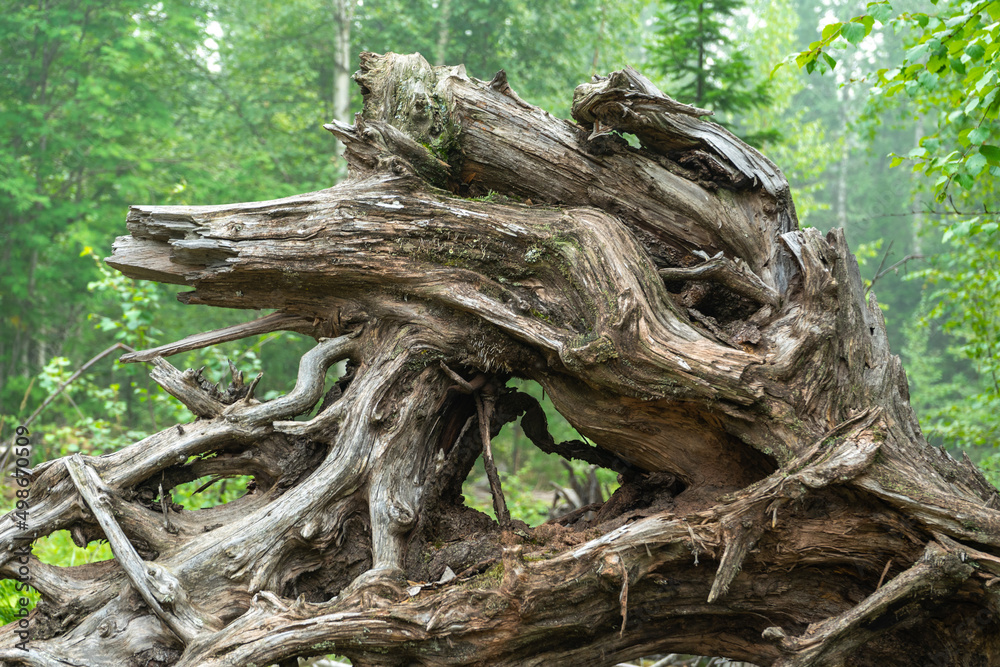 gnarled branches and roots of an upturned tree gnarled branches and roots of an upturned tree