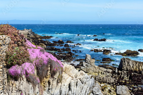 Blooming pale dewplant succulent on rocky shore of Monterey Bay coastline at Pacific Grove, California photo