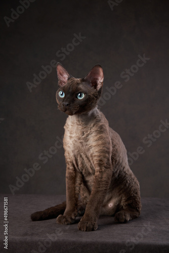 Photography cat breed devon rex on a brown canvas background