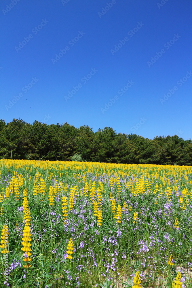 Fototapeta premium 美しい青空と満開に咲くルーピンの花