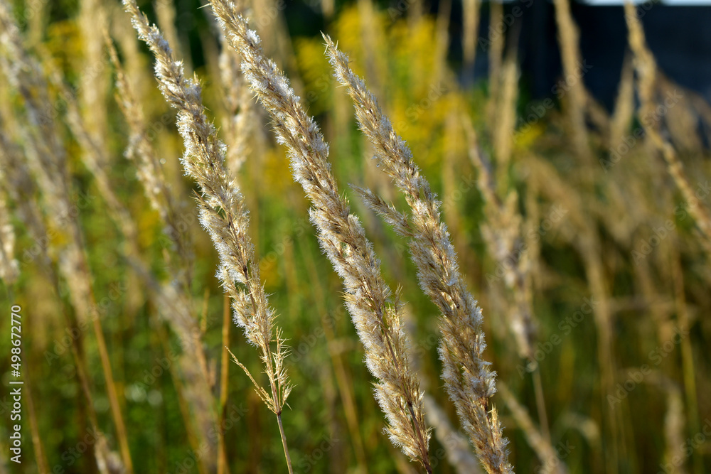 Fototapeta premium The picture shows flowering grass, which is swayed by the wind.