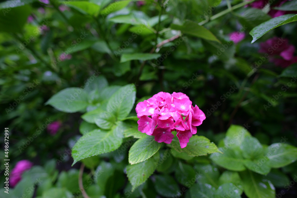 hydrangea