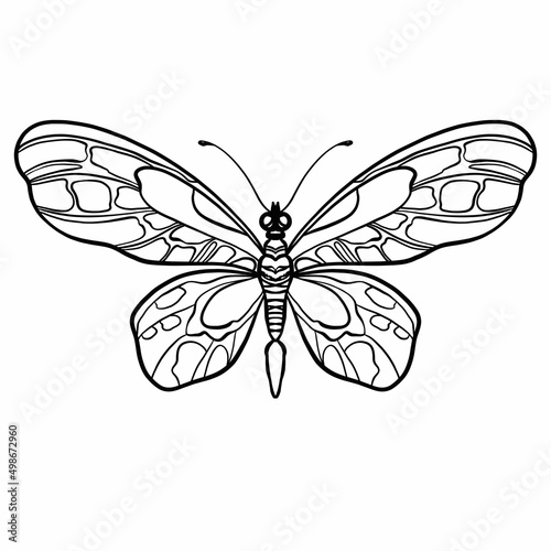 Butterfly - digital illustration in engraving style. Big butterfly with delicate wings on a white background graphic picture.