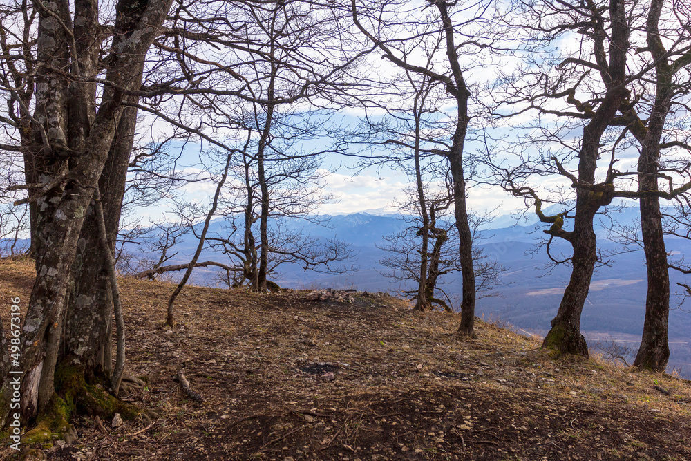 Winter mountain forest located on the ridge of the tourist route. Winter mountain forest located on the ridge of the tourist route.