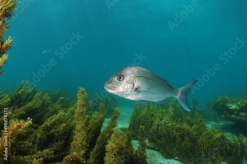 Silver snapper swimming above flat sandy bottom with some coverage of brown seaweeds. Location: Leigh New Zealand photo