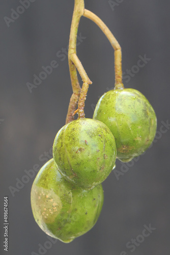 Ataheitte apple or young great hot plum, which is bright green in color. This plant has the scientific name Spondias dulcis. photo