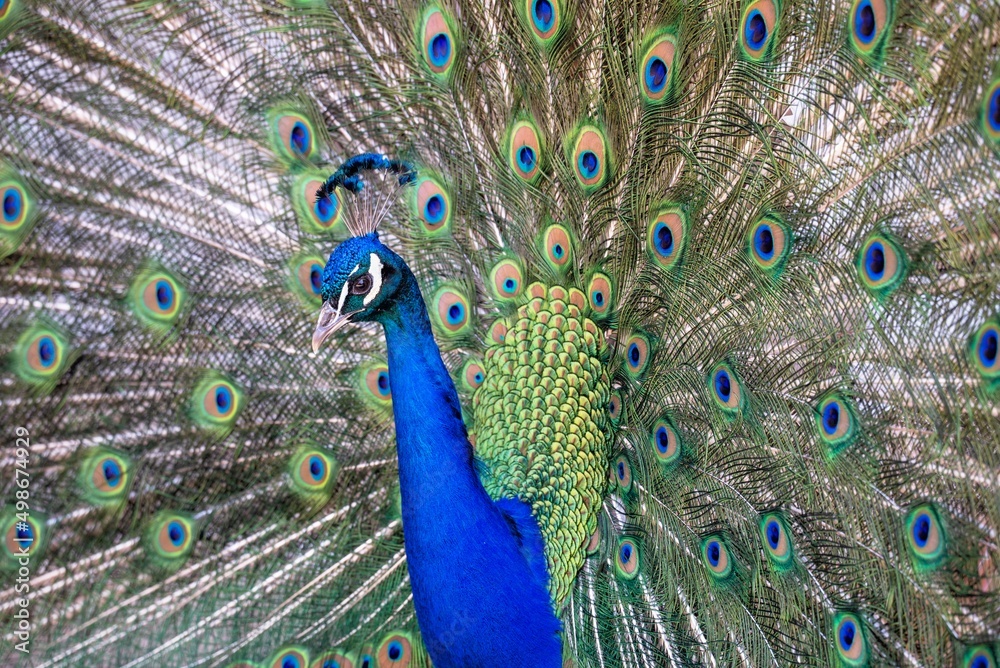 Obraz premium Blue peacock with loose tail