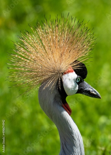 Grey crowned crane in nature