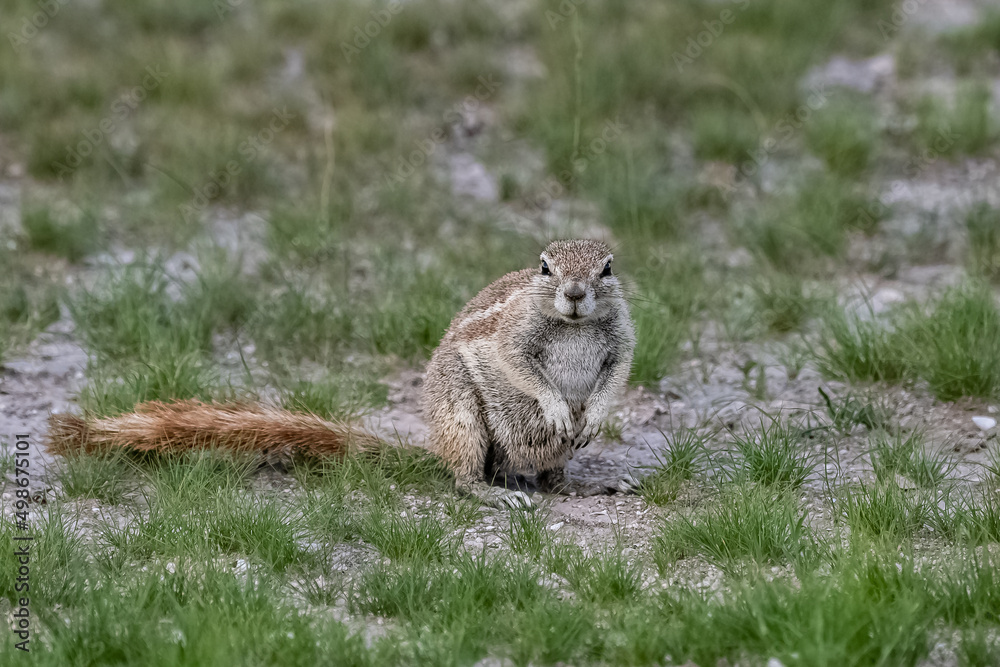 Cape ground squirrel, Xerus inauris, funny animal in the bush in Namibia
Cape ground squirrel, Xerus inauris, funny animal in the bush in Namibia