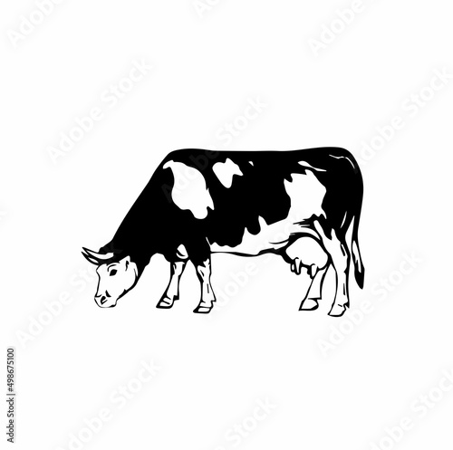 Holstein fresian patchwork cow black white