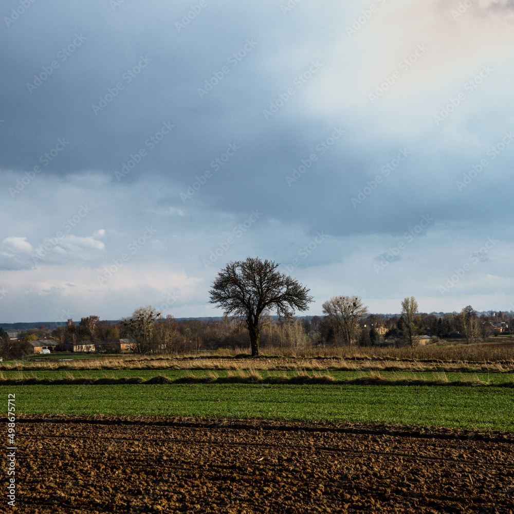 a solitary spring tree in the Lublin Upland a solitary spring tree in the Lublin Upland