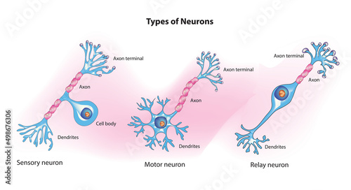 neuron types