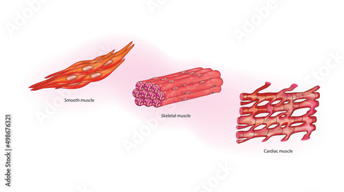 muscle types in human body (skeletal, smooth and cardiac)