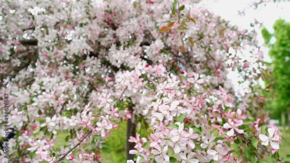 Apple tree branch in springtime. Media. Natural frame. Slow motion. Scenic landscape view. Templates texture. Floral design. Apple tree branch in springtime. Media. Natural frame. Slow motion. Scenic landscape view. Templates texture. Floral design.