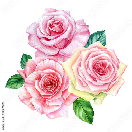 Roses on white background  watercolor botanical illustration. Flora design elements