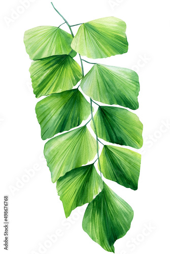 Green tropical branch leaves fern. Hand drawn botanical Illustration  Maidenhair