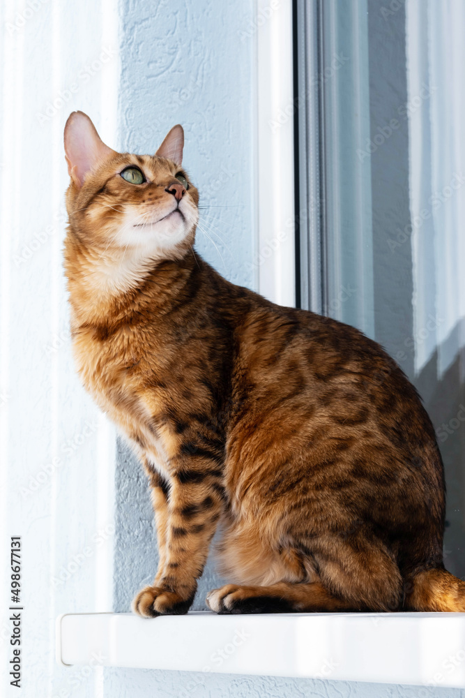 Ginger cat sitting on windowsill in the morning. Pet relaxing, enjoying sun light.