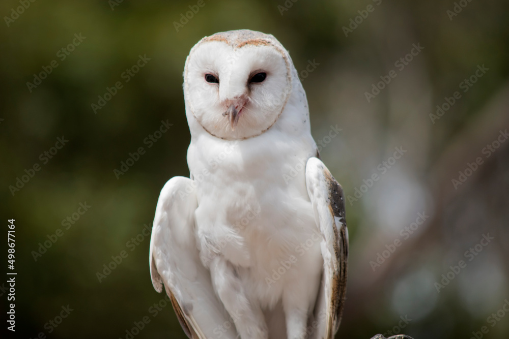 Obraz premium The barn owl is a medium-sized, pale-coloured owl with long wings and a short, squarish tail. It has a heart shape white face