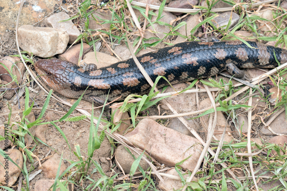 the blue tongue lizard is black and tan the blue tongue lizard is black and tan