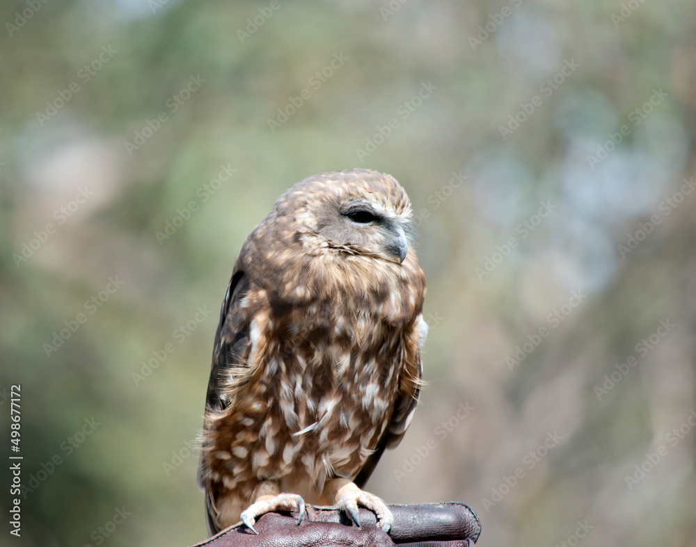 Naklejka premium The Southern Boobook is the smallest and most common owl in Australia. Like other owl species, the Southern Boobook is nocturna