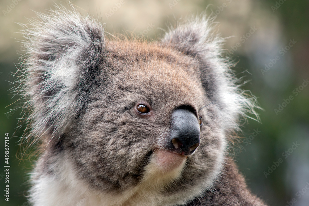 Fototapeta premium the koala is a furry marsupial that lives in eucalyptus trees