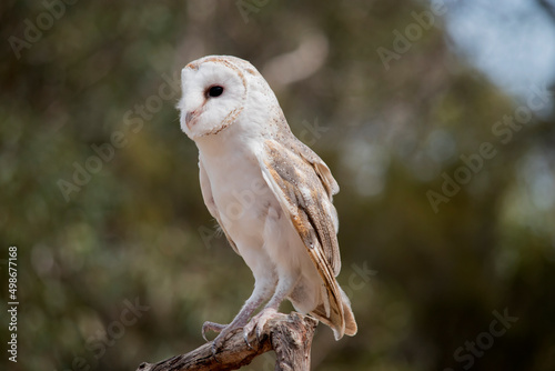 The barn owl is a medium-sized, pale-coloured owl with long wings and a short, squarish tail. It has a heart shape white face