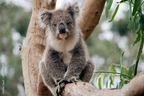 the koala has grey and brown fur with a large black nose  pink lower lip and fluffly white ears