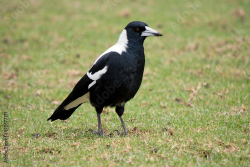 the magpie is looking for bugs to eat in the grass