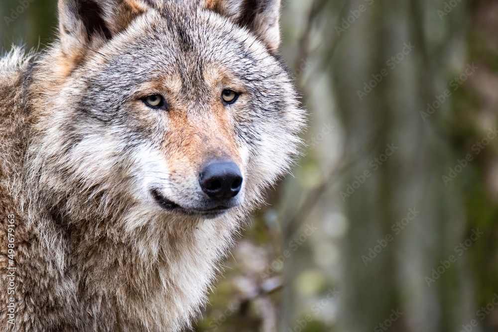 Close up of an adult wolve roaming in the forest