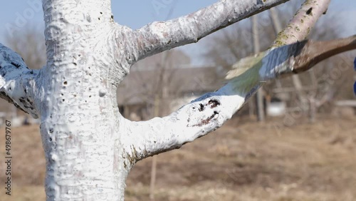 Spring whitewashing of fruit trees. Protect trees from pests and sunburn. Spring work in the garden. Caring for fruit trees in the spring.