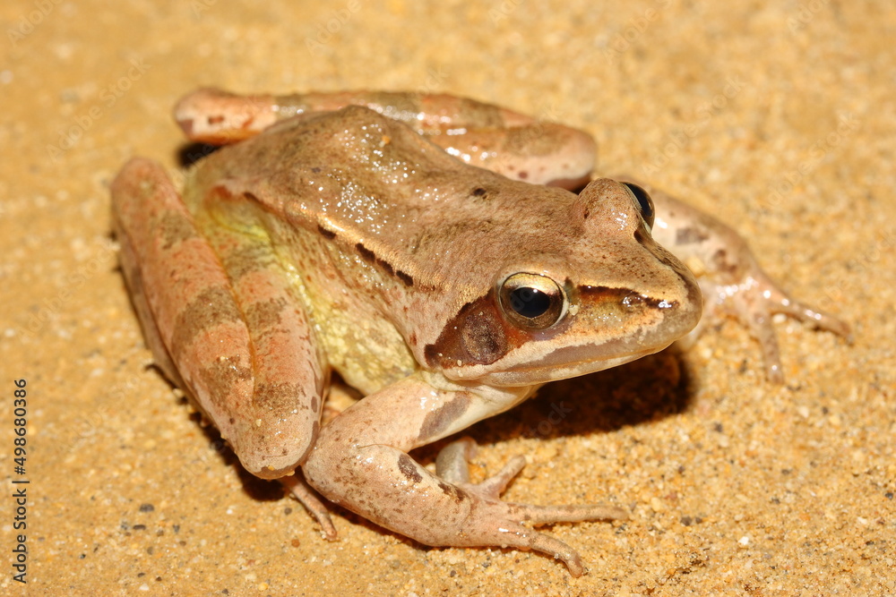 The agile frog (Rana dalmatina) in sandy natural habitat The agile frog (Rana dalmatina) in sandy natural habitat