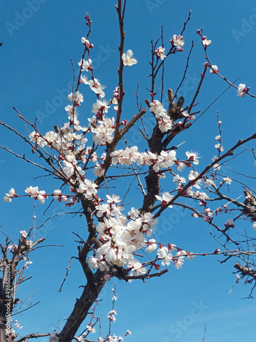 Flowering time. Composition 2.