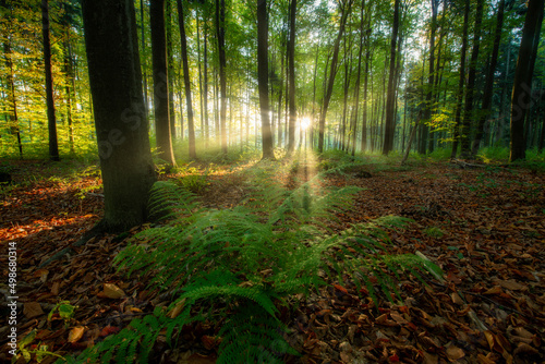 Beautiful sunny morning in the green forest