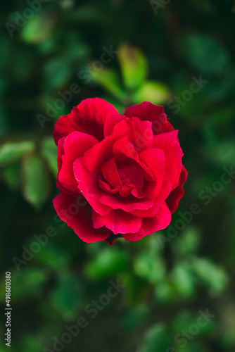 red rose in garden background